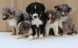 Miniature Australian Shepherd Puppies for Sale