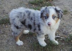 Trained Australian Shepherd Puppies Available For Sale