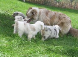 uhhjgh Australian Shepherd Puppies for Sale