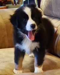 Adorable trained Australian Shepherd puppies available for sale $400