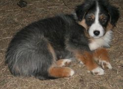 Australian Shepherd puppies available for sale