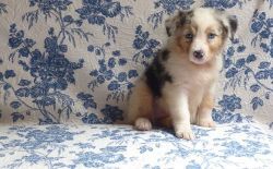 well trained aussie pups for sale