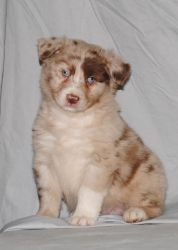 Registered Male Blue Merle Australian Shepherd Puppies for Sale