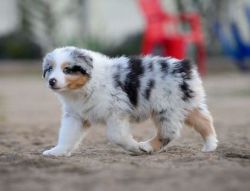 Friendly Australian Shepherd Puppies for sale