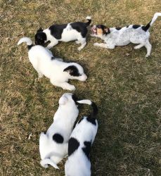8 week old Australian shepherd mix puppies