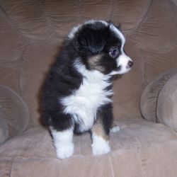 Available NOW Beautiful Black Tri TOY Aussie male puppy