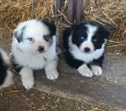 Cute Australian Shepherd Puppies Available Now