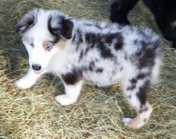 Well Socialized Australian Shepherd Puppies For Sale
