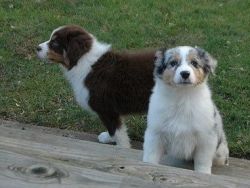 Australian Shepherds male and female available