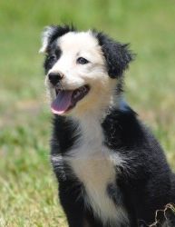 Heidi Australian Shepherd Puppies for Sale