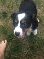 8 week old puppy for sale!