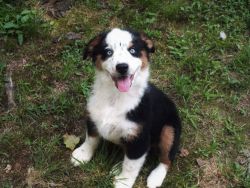 Aussie pup for sale