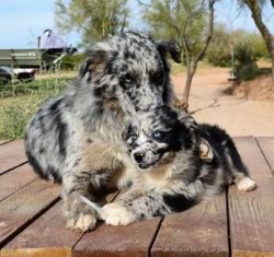 $800, Australian Shepherd puppies