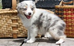 AKC Australian Shepherd Puppies For Sale