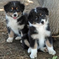 Cute Australian Shepherd Puppies. Text (xxx) xxx-xxx2