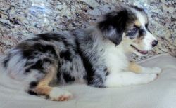 Beautiful AKC High Quality Purebred Australian Shepherd Puppy