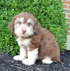 Gorgeous Australian Shepherd Puppies Available and ready to GO!!!