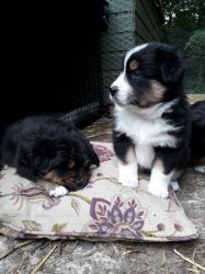 Adorable Australian Shepherd Puppies For Sale