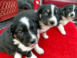 Standard Australian Shepherd puppies for sale
