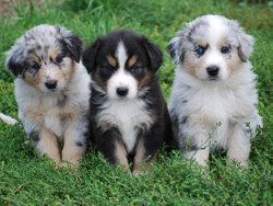 Australian shepherd puppies Available Now