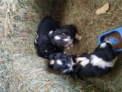Akc Australian Shepherd puppies xxxxxxxxxx