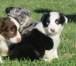 Australian Shepherd pups