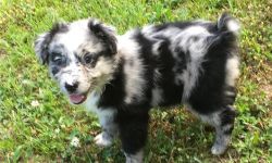 CDFER Australian shepherd dog for adoption
