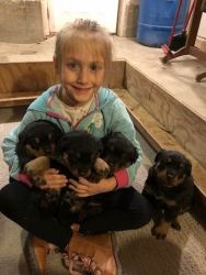 Farm Raised AKC & CKC Registered Rottweiler Puppies