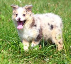 Beautiful Australian Shepherd Puppies For Sale
