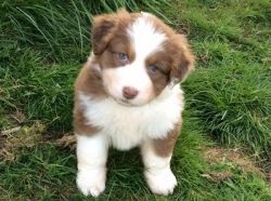Australian Shepherd Puppies Available