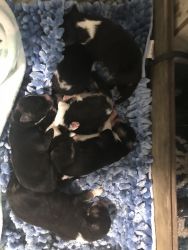 Newbornd puppies