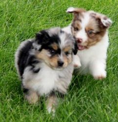 Australian Shepard puppies(xxx) xxx-xxx4