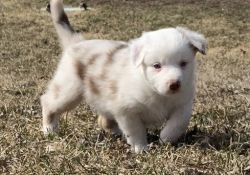 Australian Shepherd Puppies for Sale.