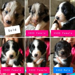 Puppies need a forever home!
