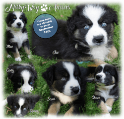 ASDR Australian Shepherd puppies (with tails!) Ready on September 14!
