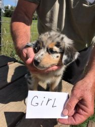 Australian Shepherd Puppy for Sale is Western, WI!