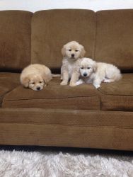 3 male pups!