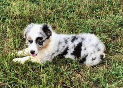 Cute puppy for sale