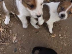 Collie/Shepherd puppies for sale