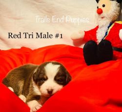 Trails end puppies