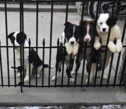 Aussie border collie mix puppies