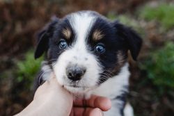 AKC & ASCA Australian Shepherd Puppies Available Now!