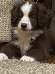 12 week old (boy) Australian shepherd puppy for sale Leesville La