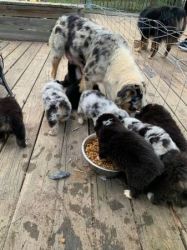 Healthy and trained Australian Shepherd Puppies