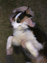 Australian Shepherd. His name is Ranger and he is a1 year old.