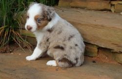 Cute Australian Shepherd pups ready