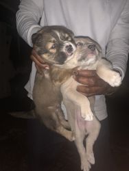 Lovable Puppies for sell