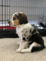 Australian puppy for sale