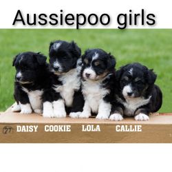 Mini Aussiepoo puppies E. Surrey Rd Clare Mi
