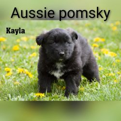 AussiePomsky puppies Surrey Rd Clare, mi